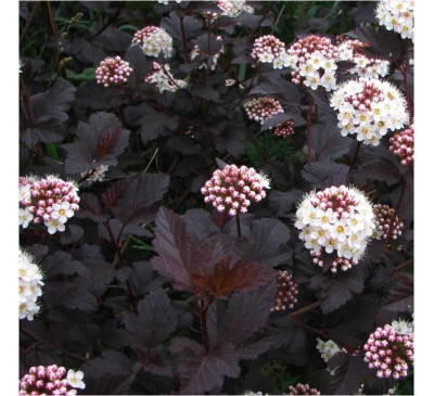 Міхуроплiдник калинолистий Дияболо (Physocarpus opulifolius Diabоlo)